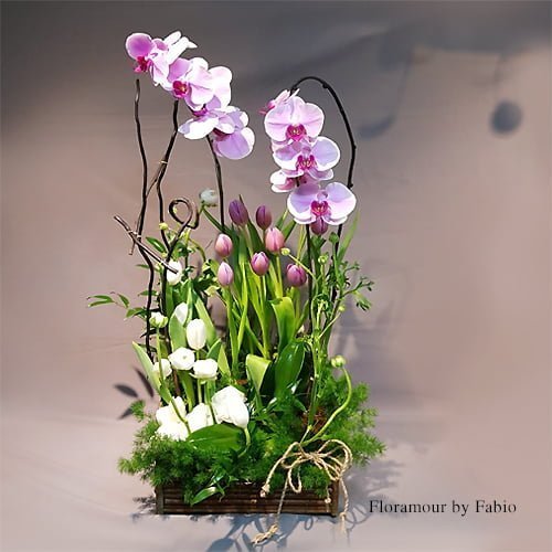 Phoenix - Jardín de orquídeas y tulipanes - Floramour