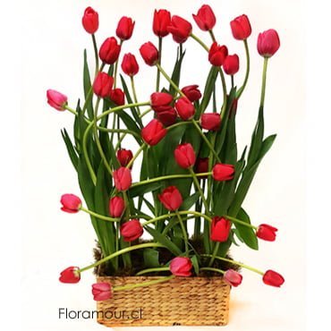 Arreglo floral confeccionado con tulipanes.