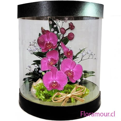 Regalo de orquídeas Phaleanopsis en caja transparente - Entrega a domicilio en Santiago