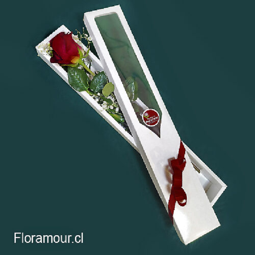 Rosa Ecuatoriana Roja en caja de regalo blanca con visor - Detalle elegante
