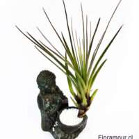 Buda Sidarta con Lucky Planta Tillandsia de la armonía