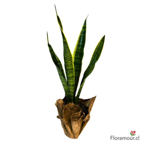 Hermosa planta sansevieria con maceta ecoforme ecologica