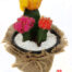 cactus plantas injertos