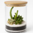 tendencia en terrario