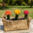 plantas