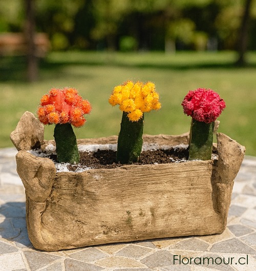 plantas