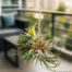 plantas interiores y exteriores