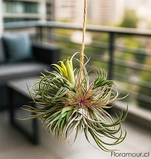 plantas interiores y exteriores